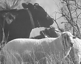 Bonding sheep and cattle together in a herd offers natural predator protection.